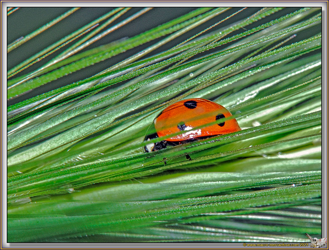 Coccinelle